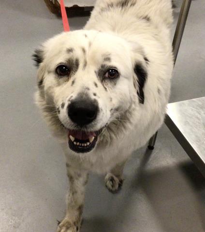Adoptable Dog