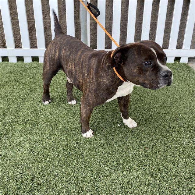 Adoptable Dog