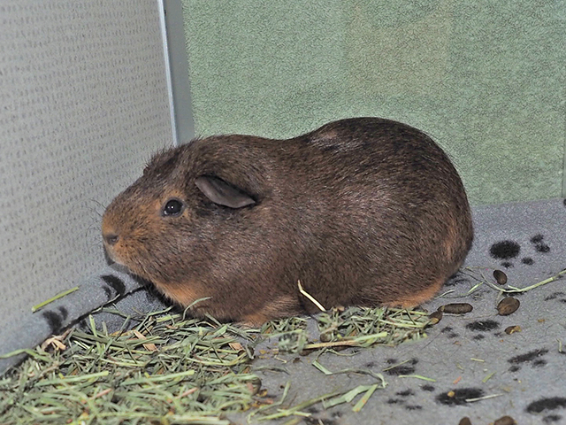 Petey