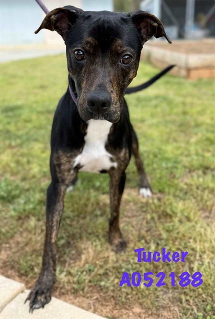 Tucker