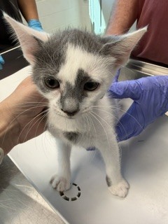 Adoptable Cat