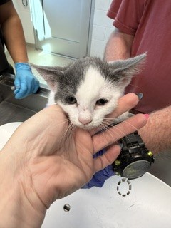Adoptable Cat