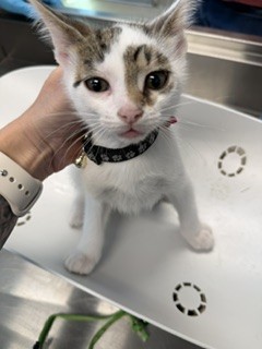 Adoptable Cat