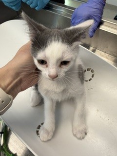 Adoptable Cat