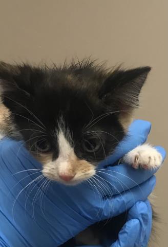 Adoptable Cat