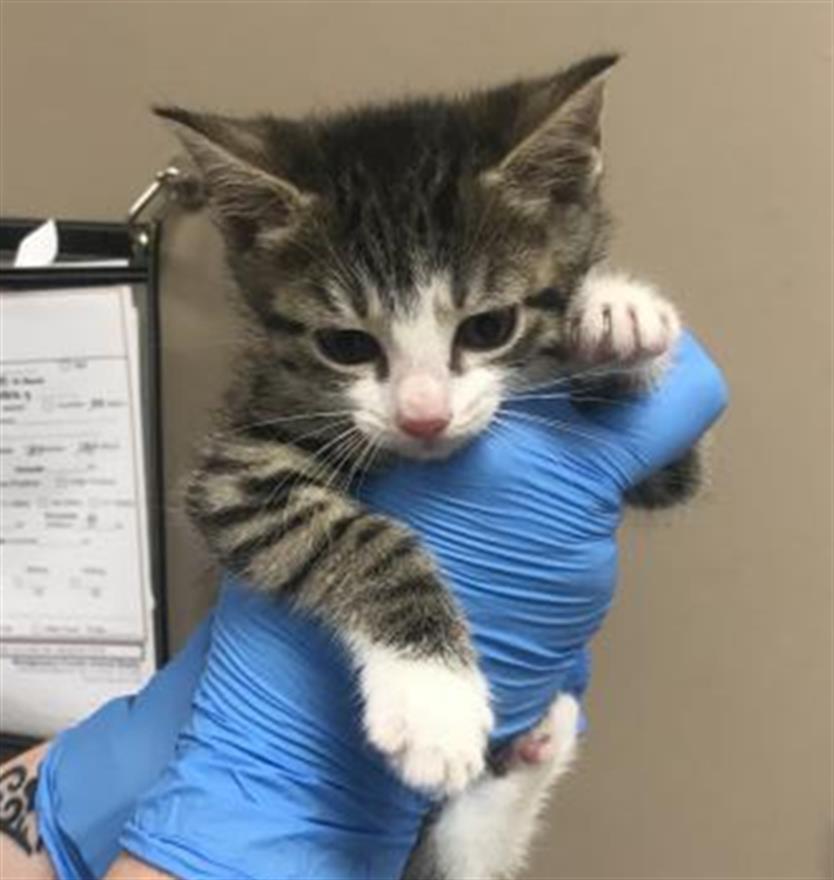 Adoptable Cat