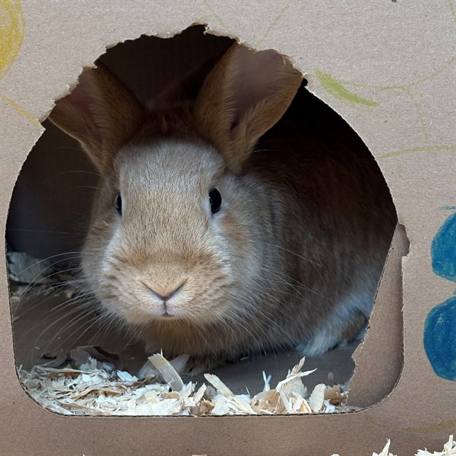 Maximus