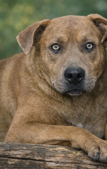 Samson