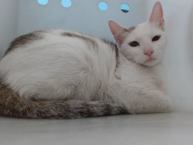 Kora