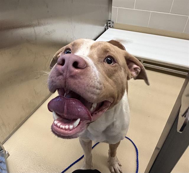 Opie