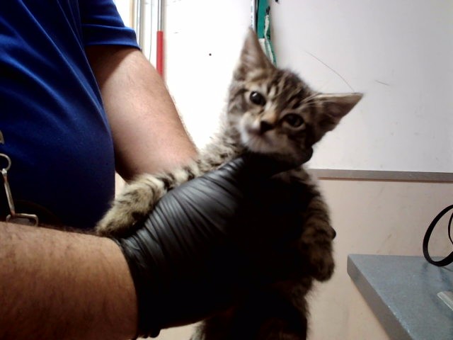 Adoptable Cat