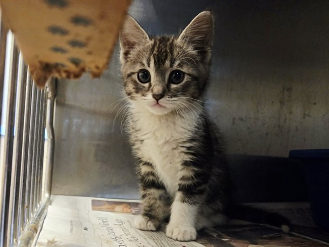 Adoptable Cat