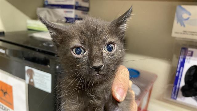 Adoptable Cat