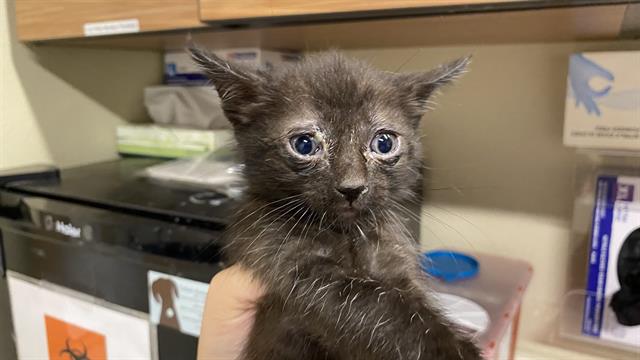 Adoptable Cat