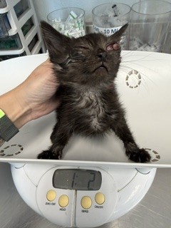 Tiny Cat