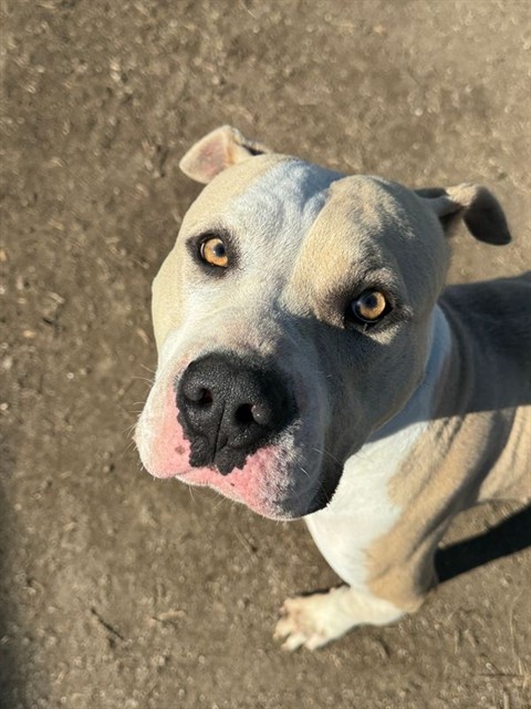 Tyson