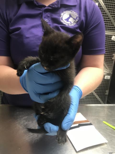 Adoptable Cat