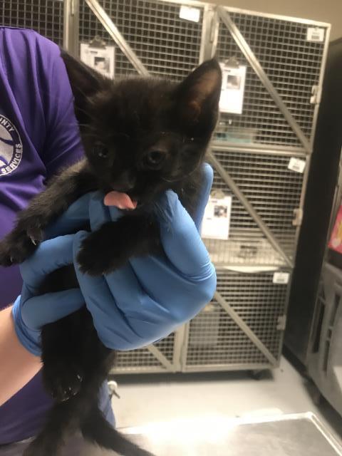 Adoptable Cat