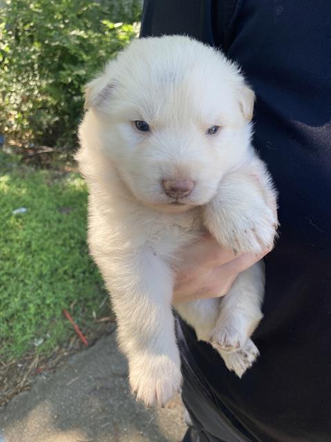 Polar