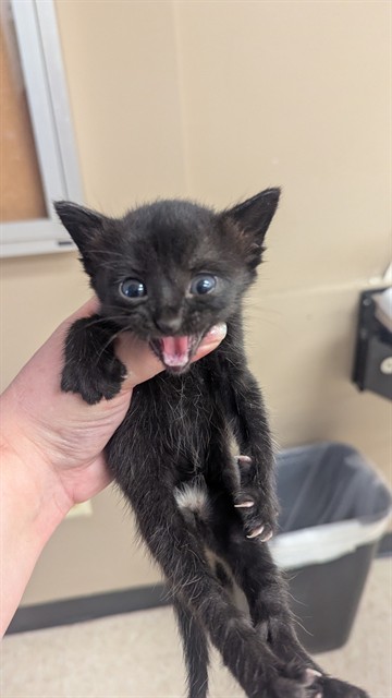 George Harrison