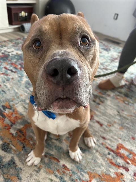 Diesel