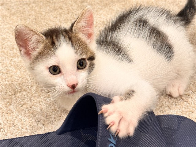 Biscuit