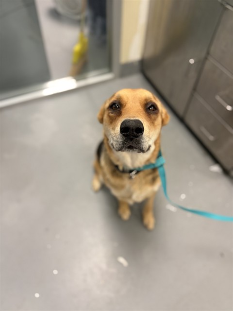 Piper