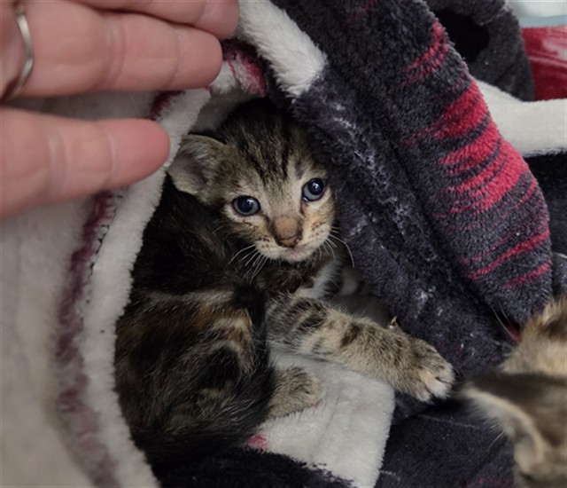Adoptable Cat