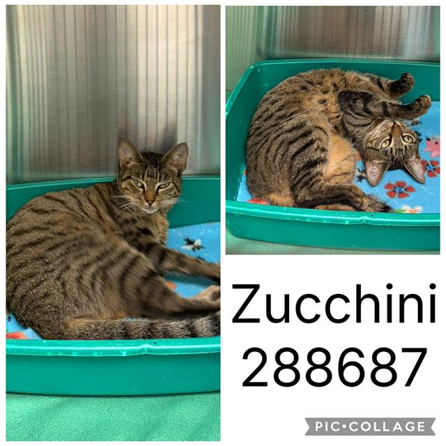 Zucchini