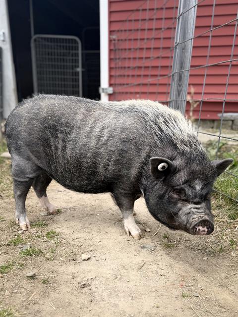 Peppercorn