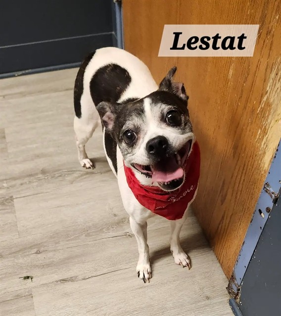 Lestat