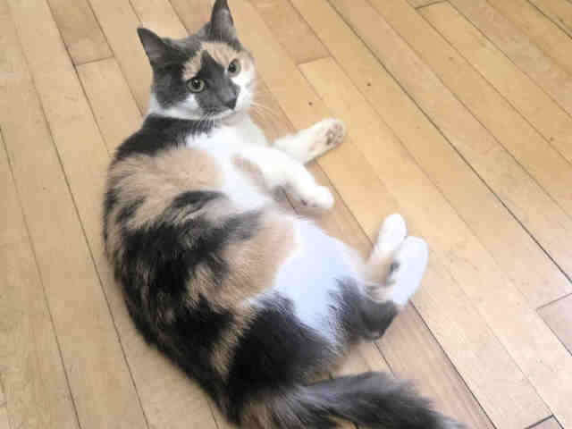 Diana-In Foster