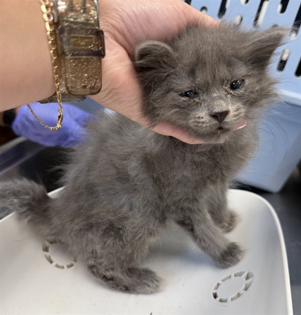 Adoptable Cat
