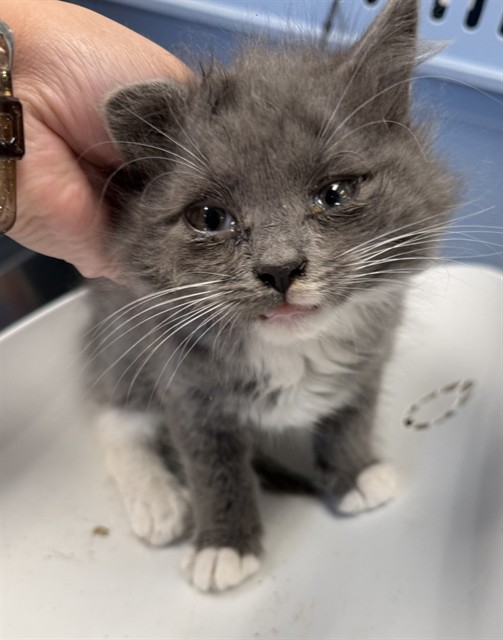 Adoptable Cat
