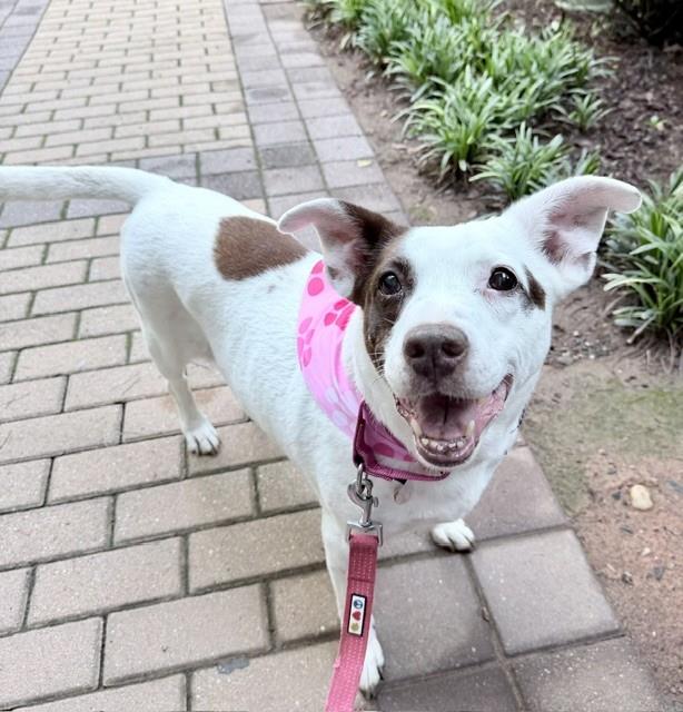 Clarabelle