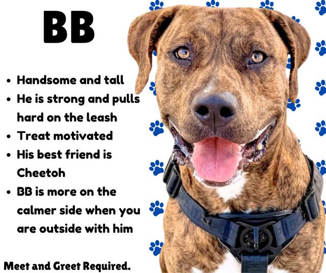 Bb