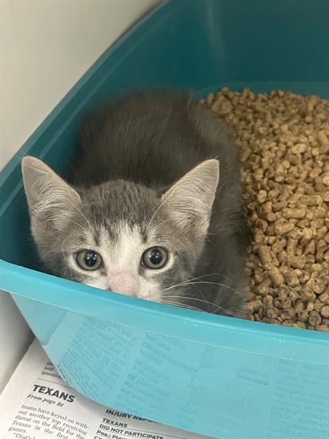 Adoptable Cat