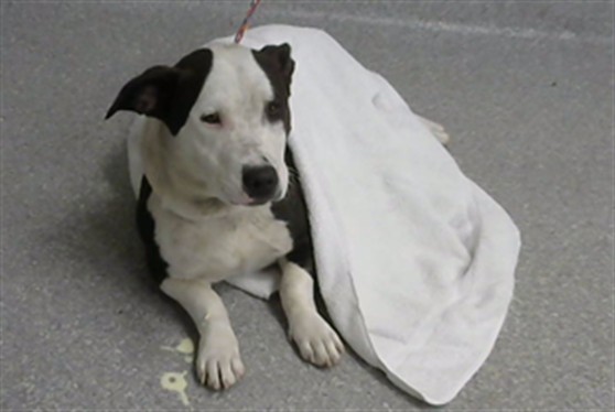 Adoptable Dog