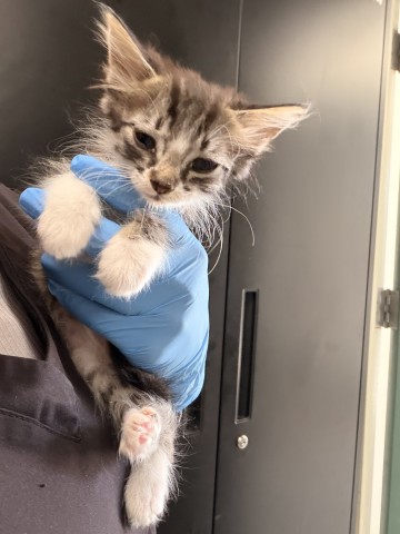 Adoptable Cat