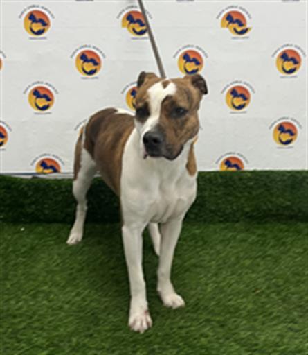 Nova