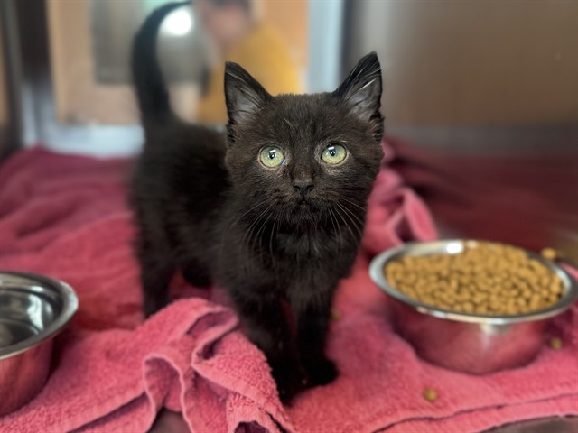 Adoptable Cat