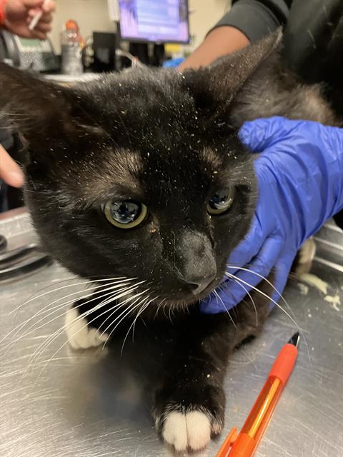 Tux