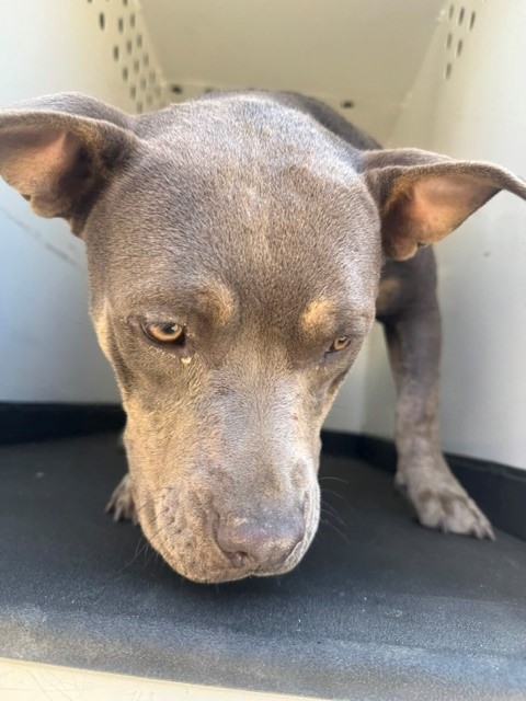 Adoptable Dog