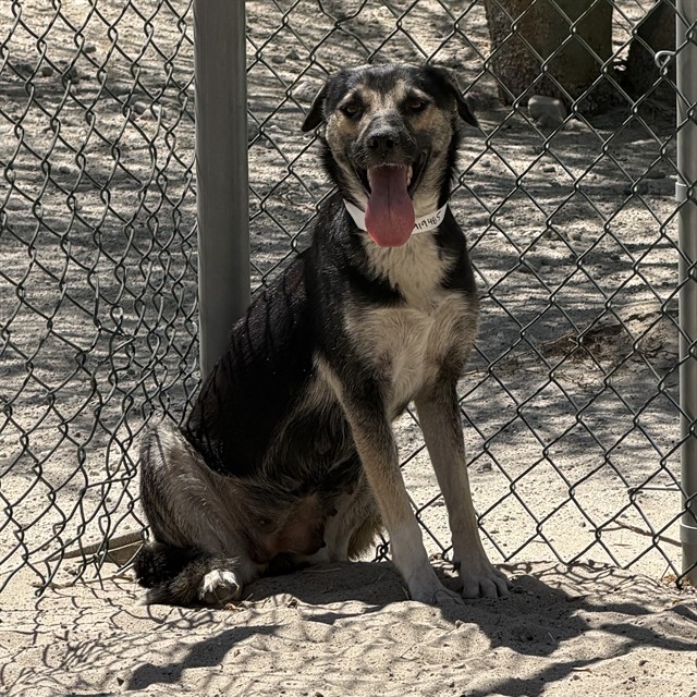 Mitzi