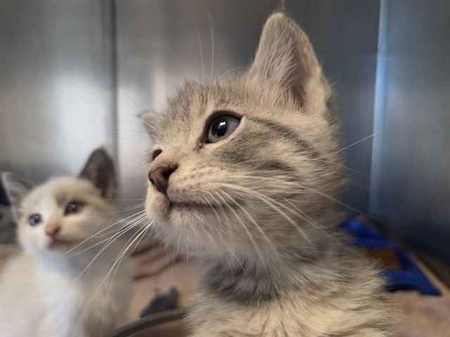 Adoptable Cat