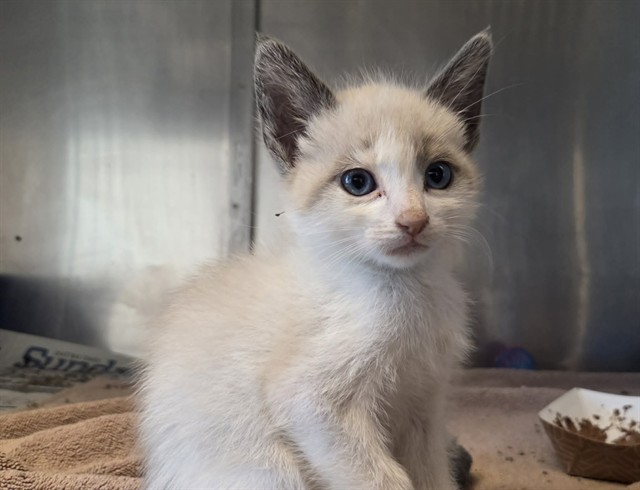 Adoptable Cat