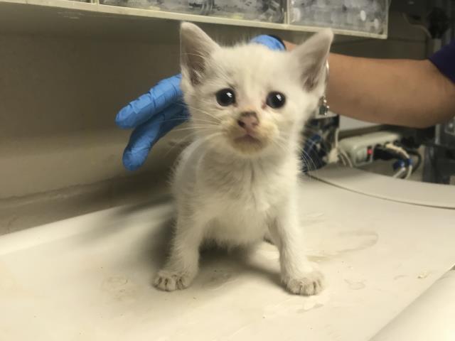 Adoptable Cat