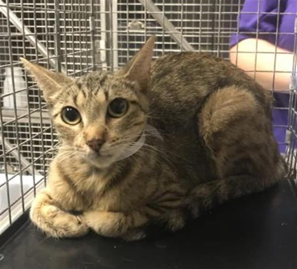 Adoptable Cat