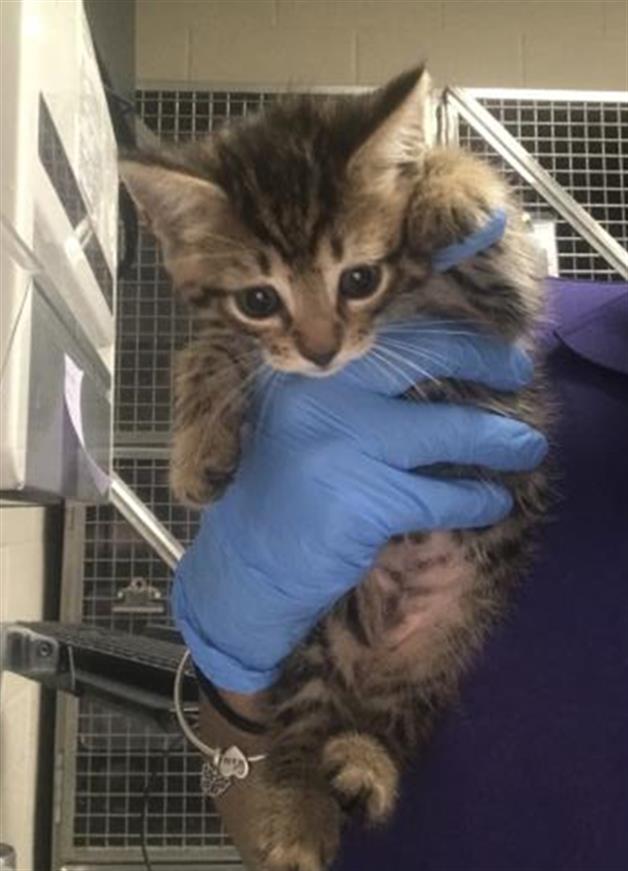 Adoptable Cat