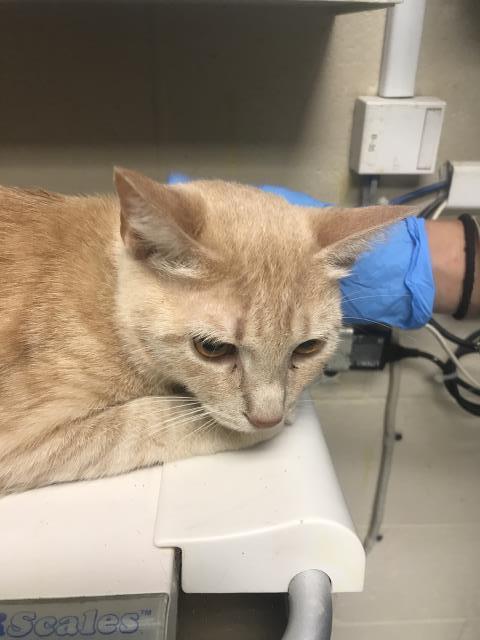 Adoptable Cat